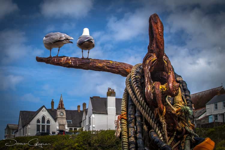 Seagulls looking at the School building Port Isaac