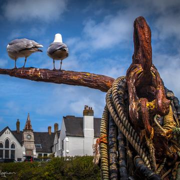 Seagulls looking at the School building Port Isaac, United Kingdom
