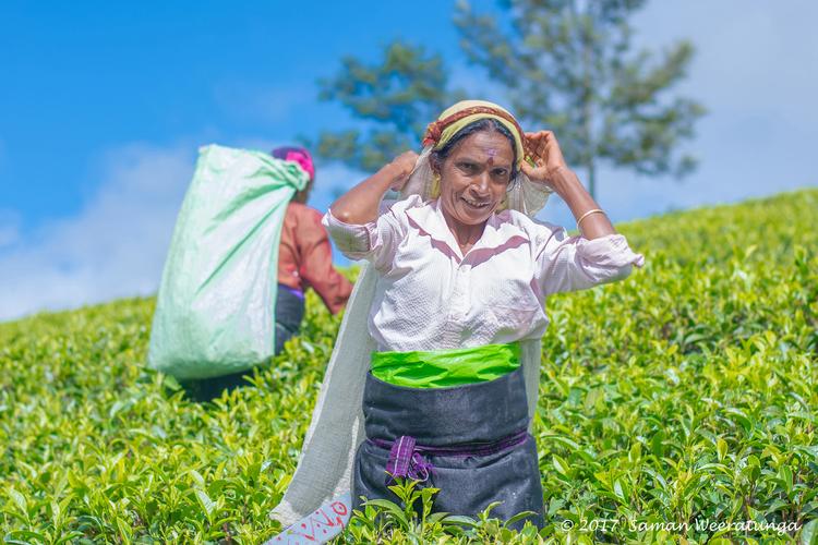 Sri Lankan Traditional Tea Pluckers