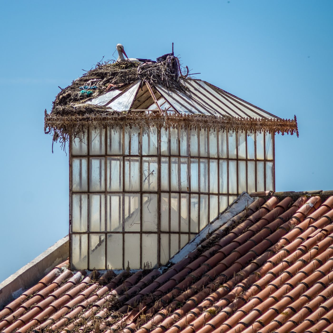 Storks of Faro, Portugal
