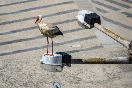 Storks of Faro