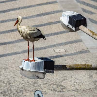 Storks of Faro, Portugal