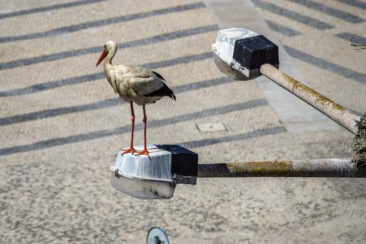 Storks of Faro
