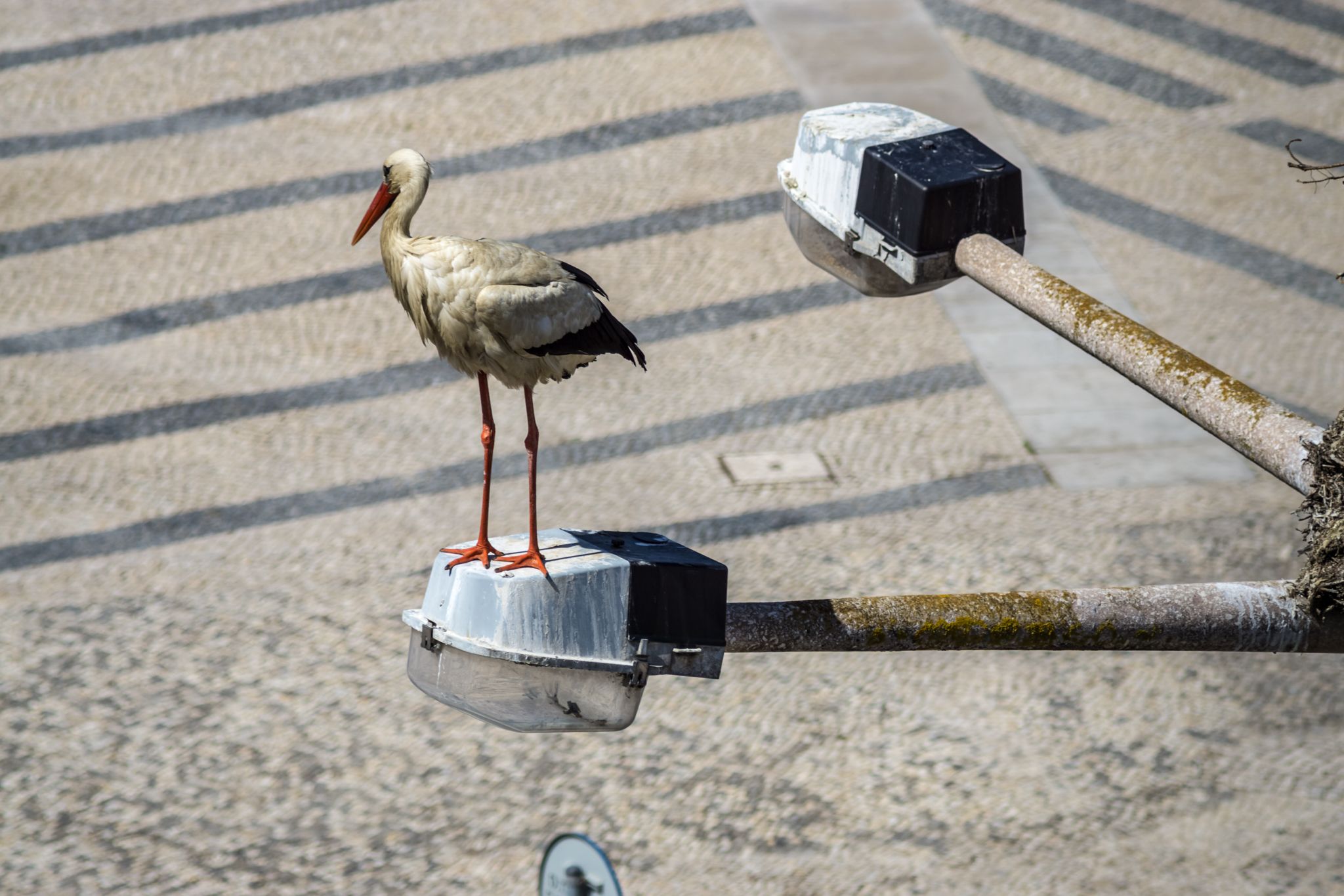 Storks of Faro, Portugal