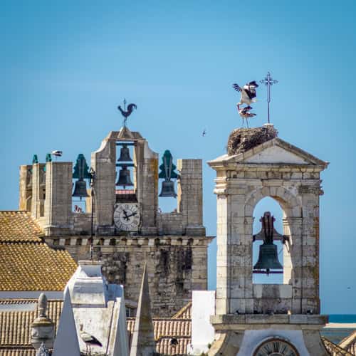 Storks of Faro
