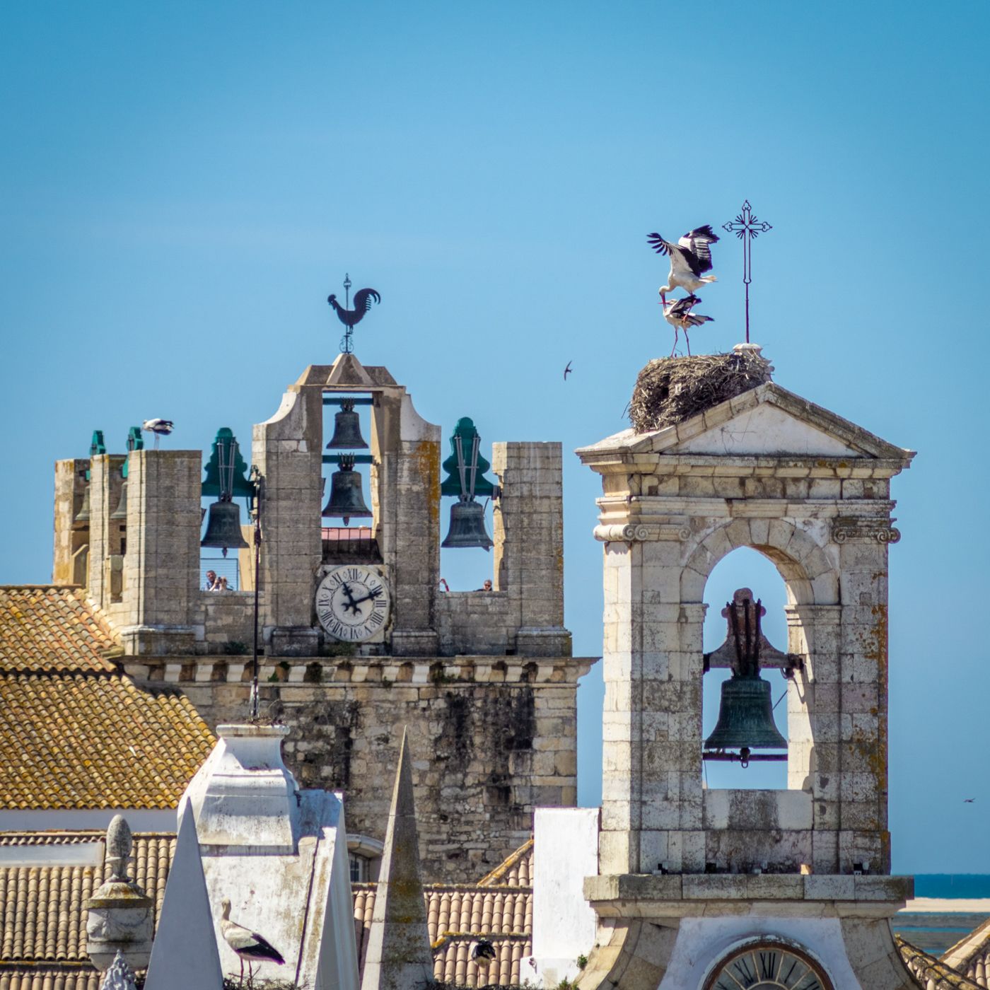 Storks of Faro, Portugal