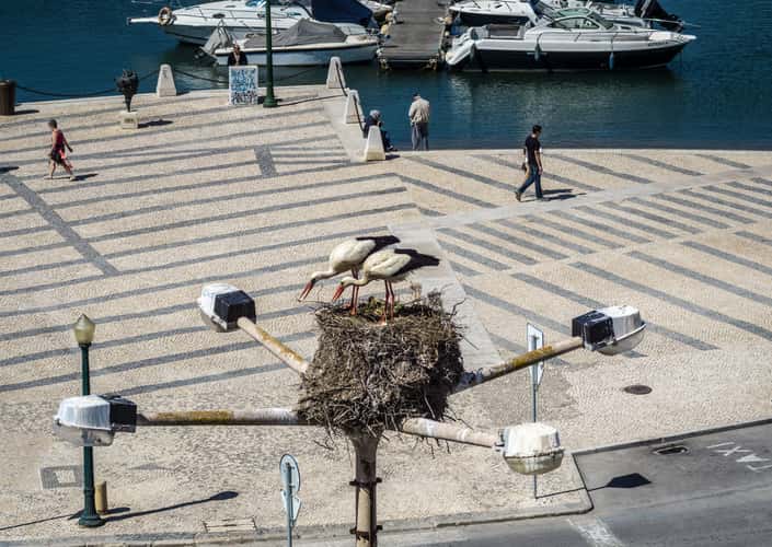 Storks of Faro