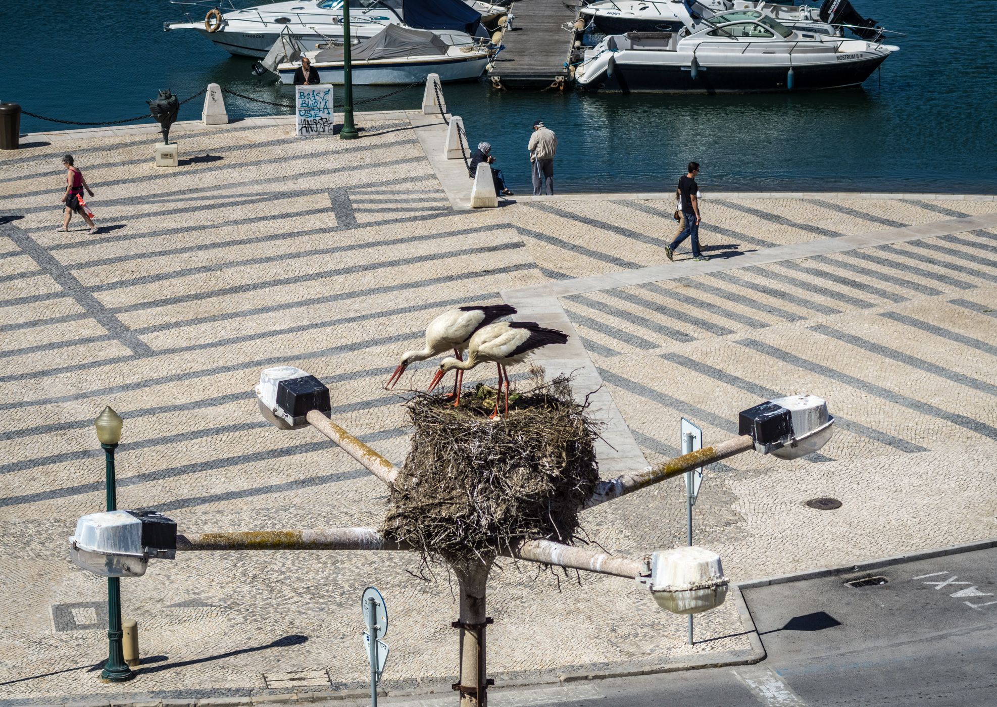 Storks of Faro, Portugal