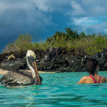 Swimming with wild Pelicans Galapagos Islands, Ecuador