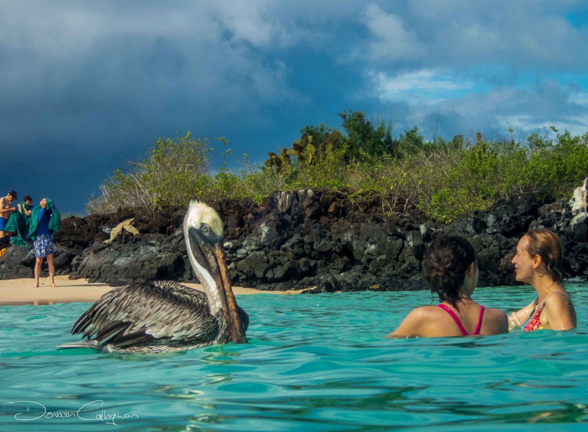 Swimming with wild Pelicans Galapagos Islands, Ecuador
