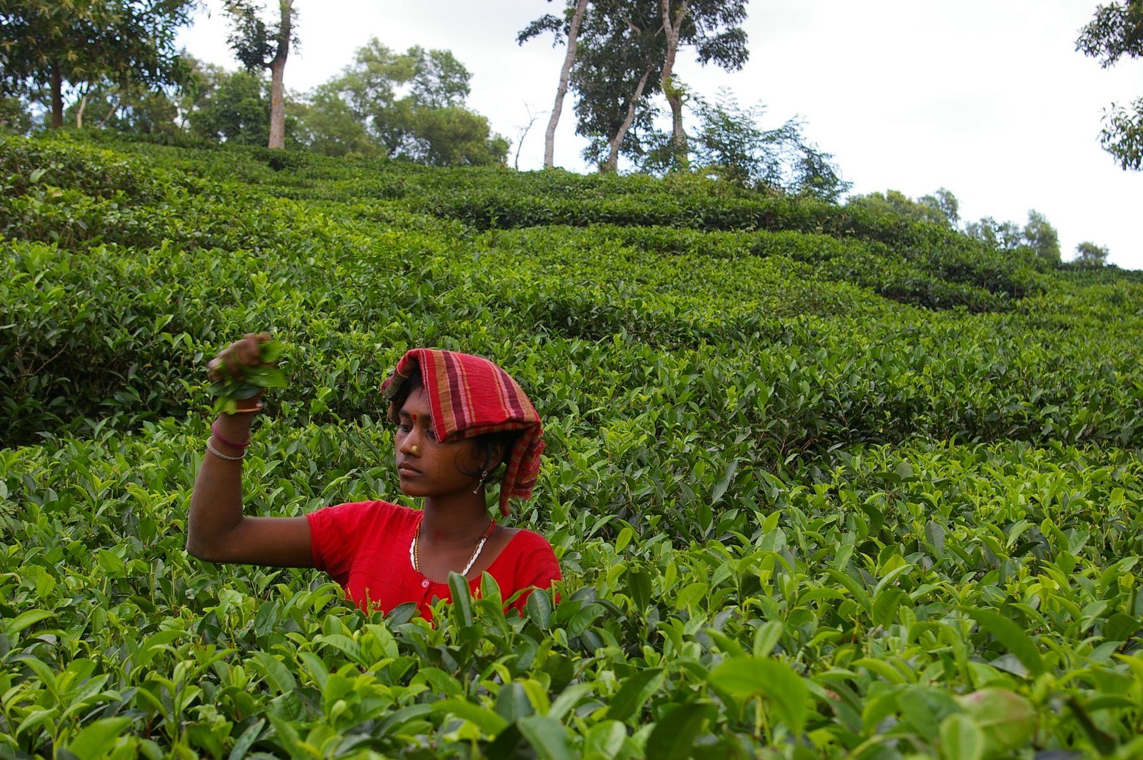 Tea Garden, Bangladesh