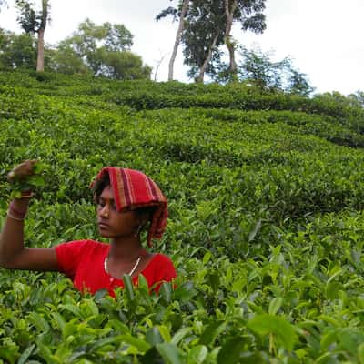 Tea Garden, Bangladesh