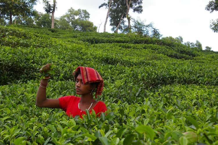Tea Garden