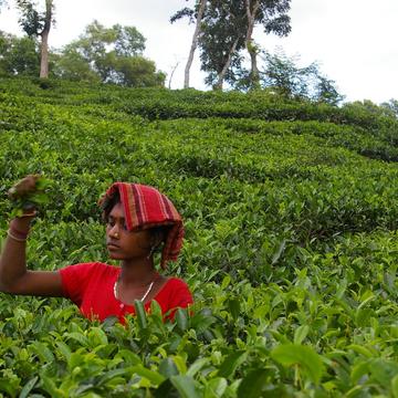 Tea Garden, Bangladesh