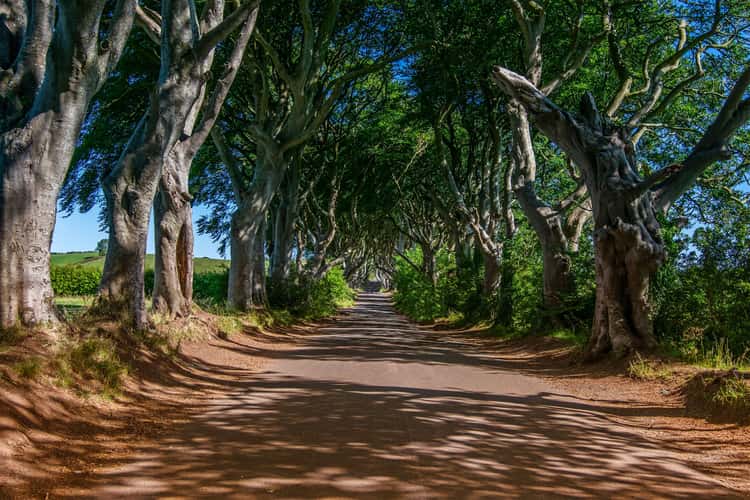 The Dark Hedges (Road)