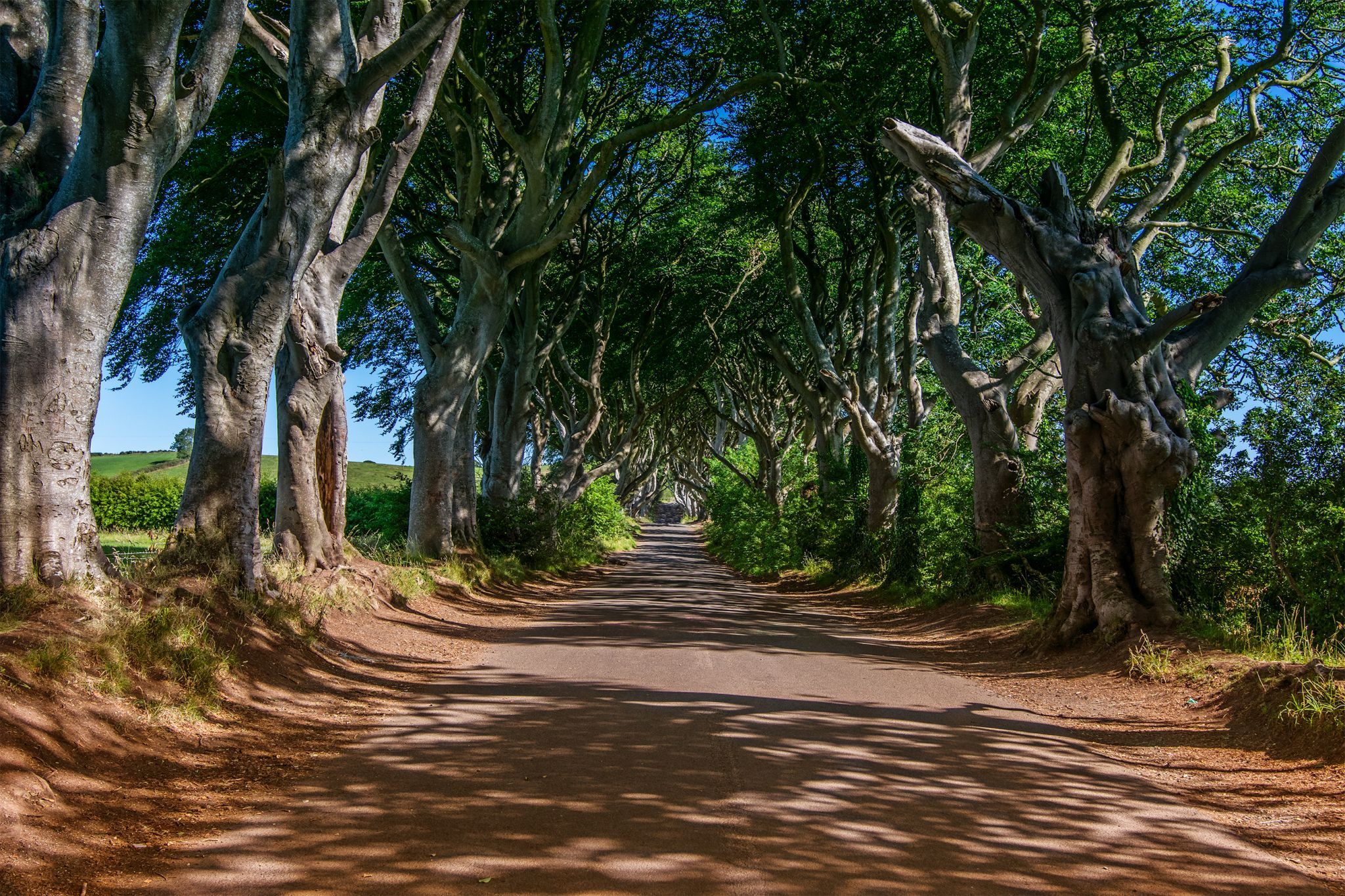 The Dark Hedges (Road), United Kingdom