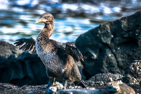 The flightless cormorant Galapagos Islands