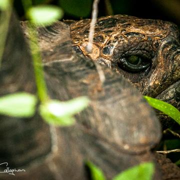 The Galápagos tortoise hiding Galapagos Islands, Ecuador