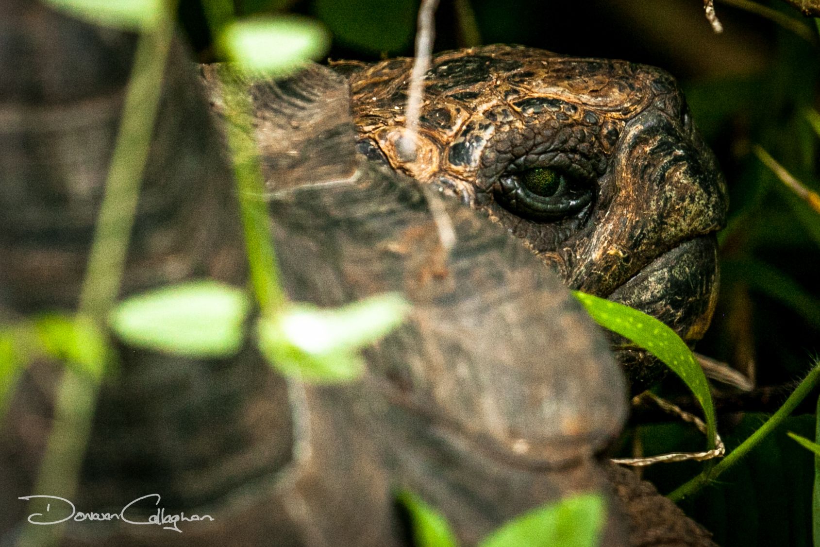 The Galápagos tortoise hiding Galapagos Islands, Ecuador