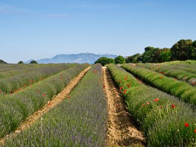The perfect Lavenderfield in the Provence