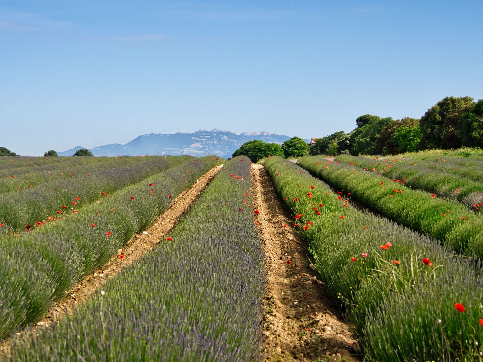The perfect Lavenderfield in the Provence, France