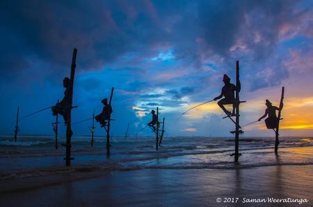Traditional Sri Lankan Stilt Fishermen