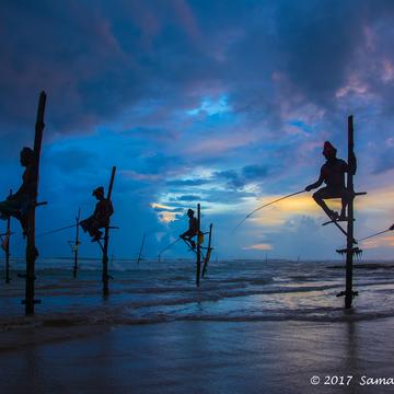 Traditional Sri Lankan Stilt Fishermen, Sri Lanka