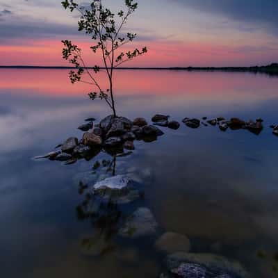 Tree, Germany