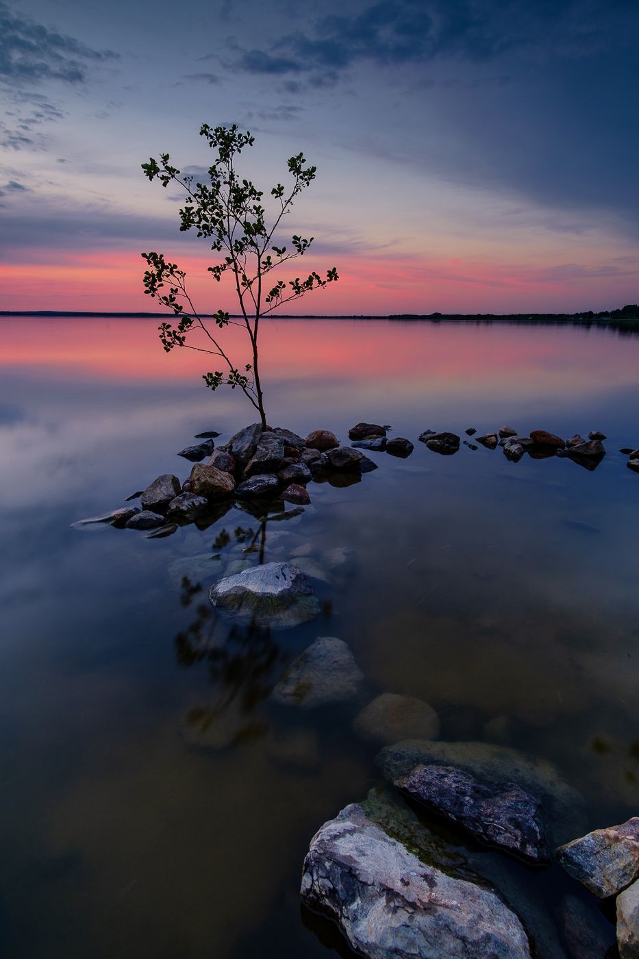 Tree, Germany