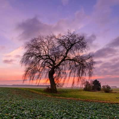 Tree, Germany