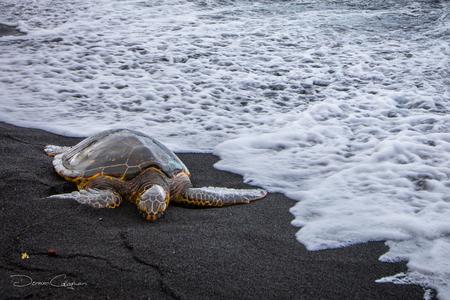Turtle on Punalu'u Black sand Beach Big Island Hawaii