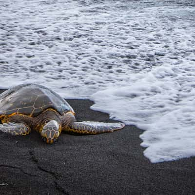 Turtle on Punalu'u Black sand Beach Big Island Hawaii, USA