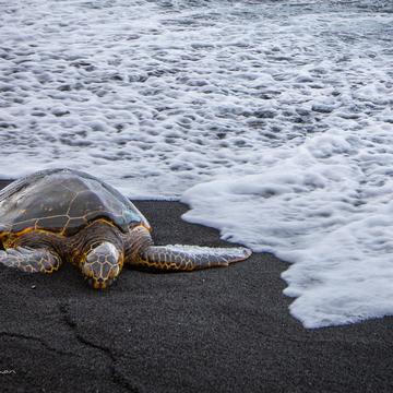 Turtle on Punalu'u Black sand Beach Big Island Hawaii, USA