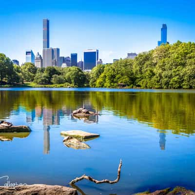 Turtles in Central Park New York, USA