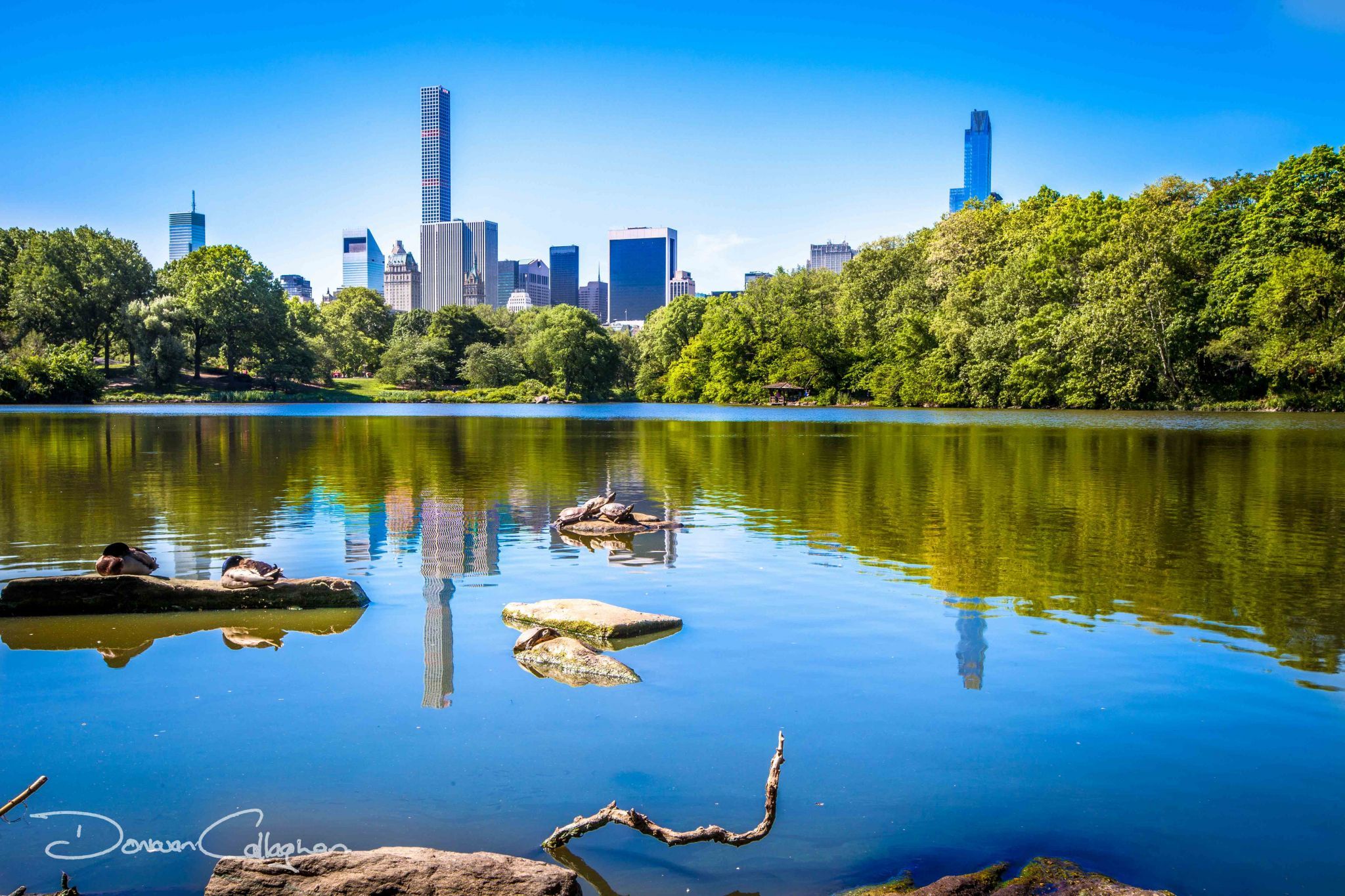 Turtles in Central Park New York, USA