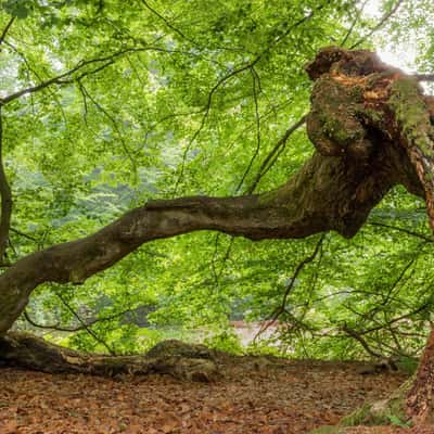 Urwald Sababurg, Germany