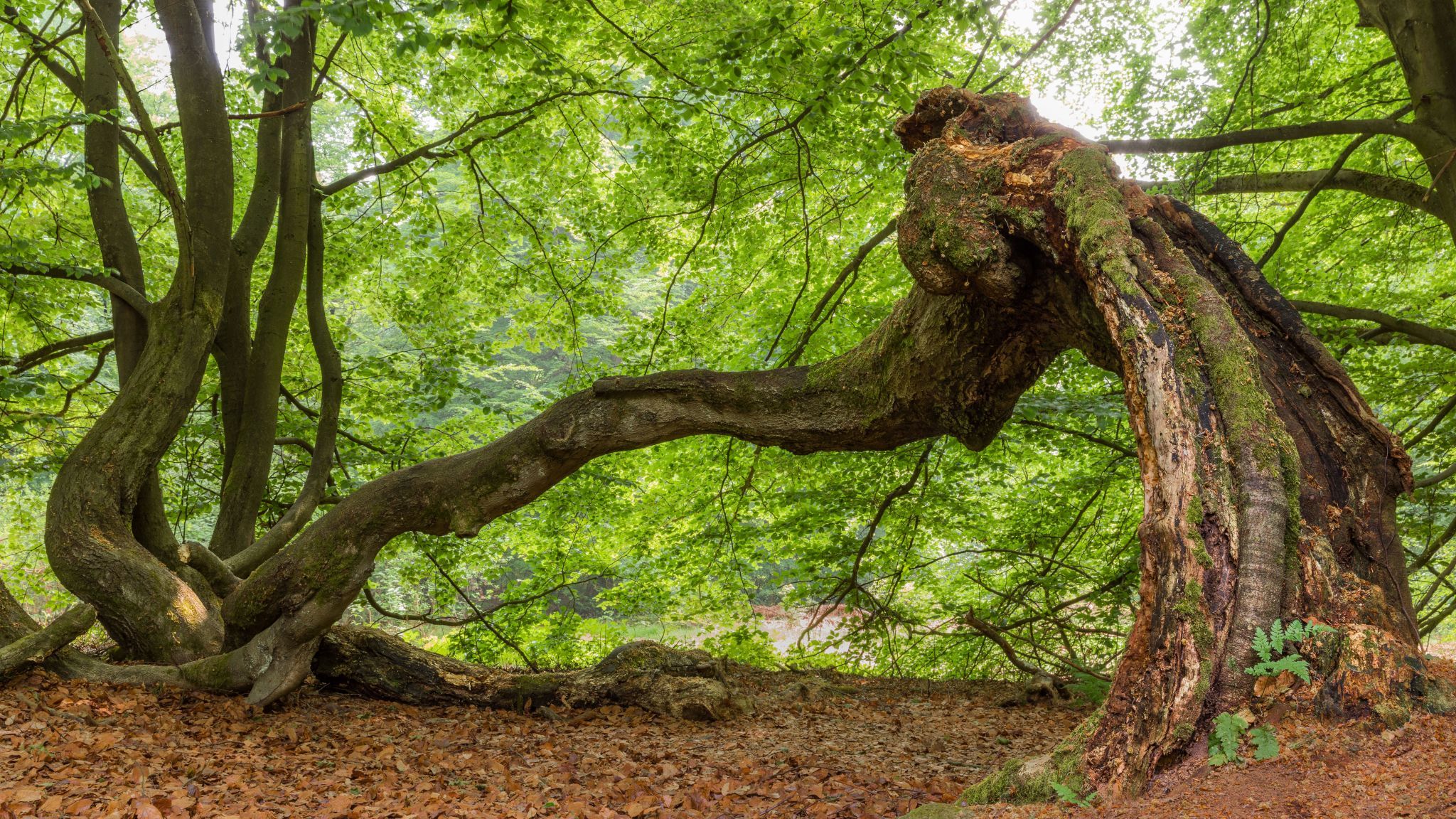 Urwald Sababurg, Germany