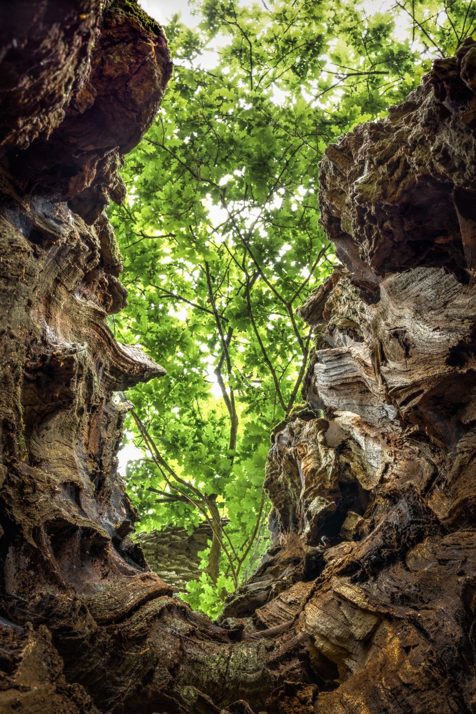 Urwald Sababurg, Germany