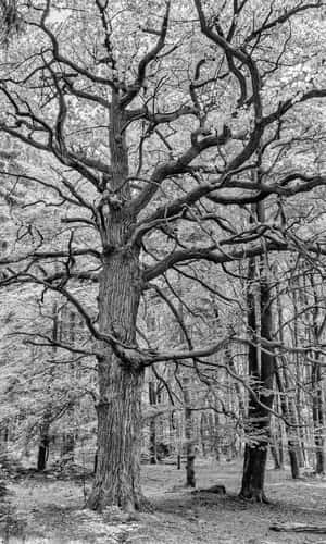 Urwald Sababurg