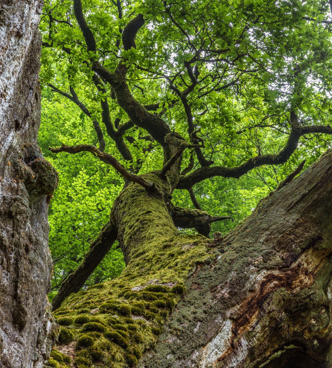 Urwald Sababurg, Germany