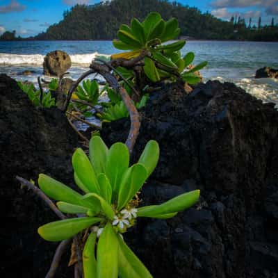 Volcanic Rock Beach Hana, USA