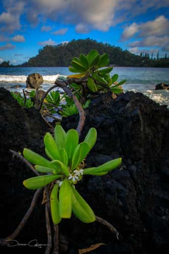 Volcanic Rock Beach Hana