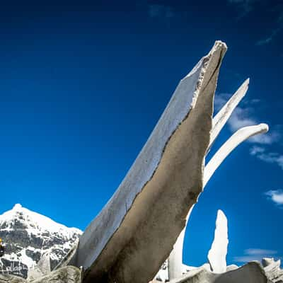 Whale Skeleton Port Lockroy Antarctica, Antarctica