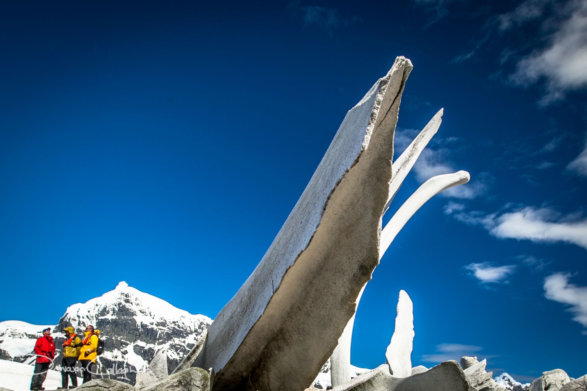 Whale Skeleton Port Lockroy Antarctica, Antarctica
