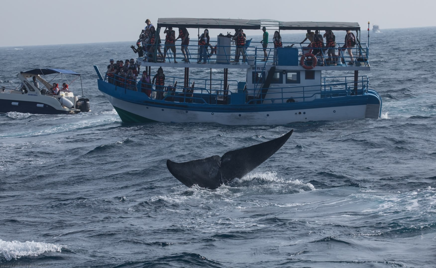 Whale-watching in Mirissa, Sri Lanka, Sri Lanka