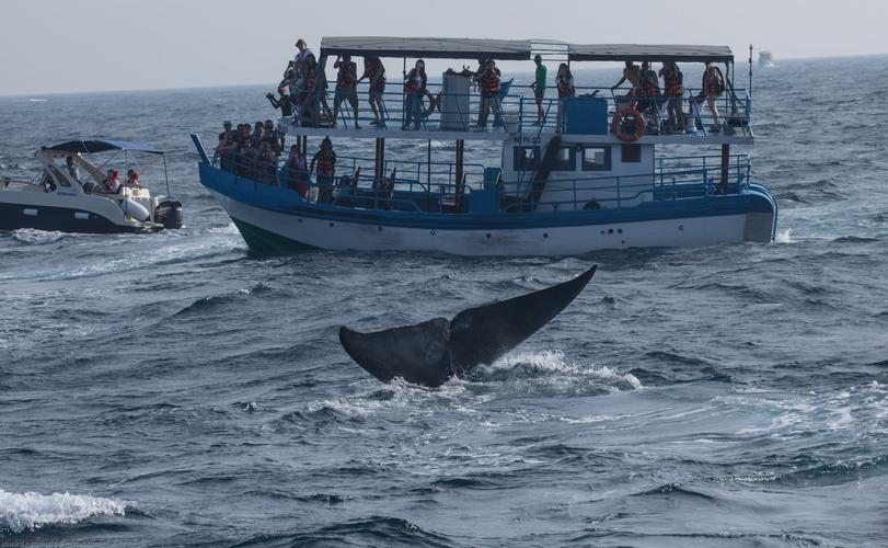 Whale-watching in Mirissa, Sri Lanka