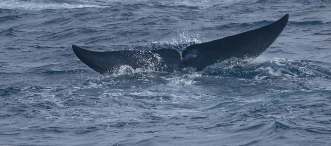 Whale-watching in Mirissa, Sri Lanka