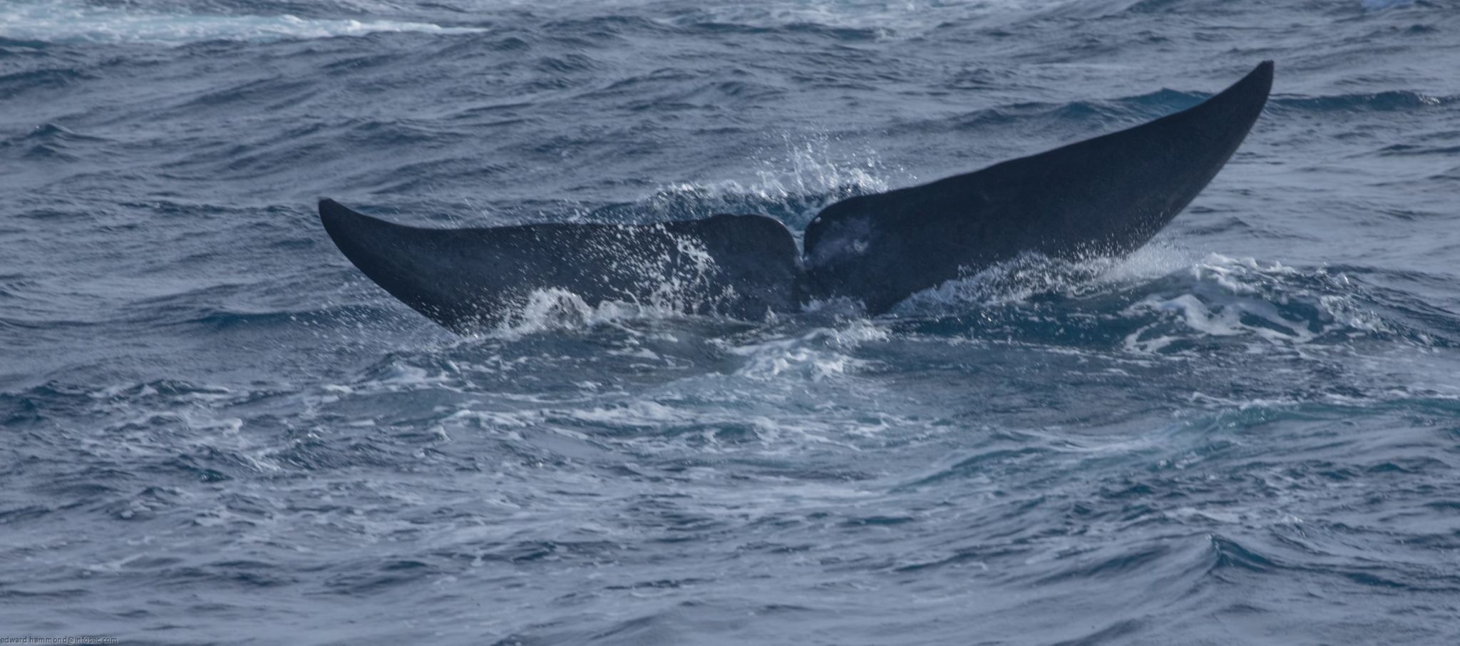 Whale-watching in Mirissa, Sri Lanka, Sri Lanka