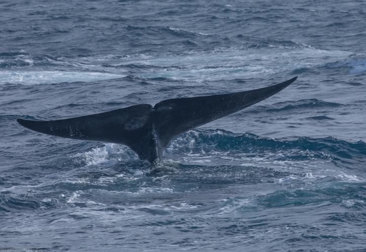 Whale-watching in Mirissa, Sri Lanka