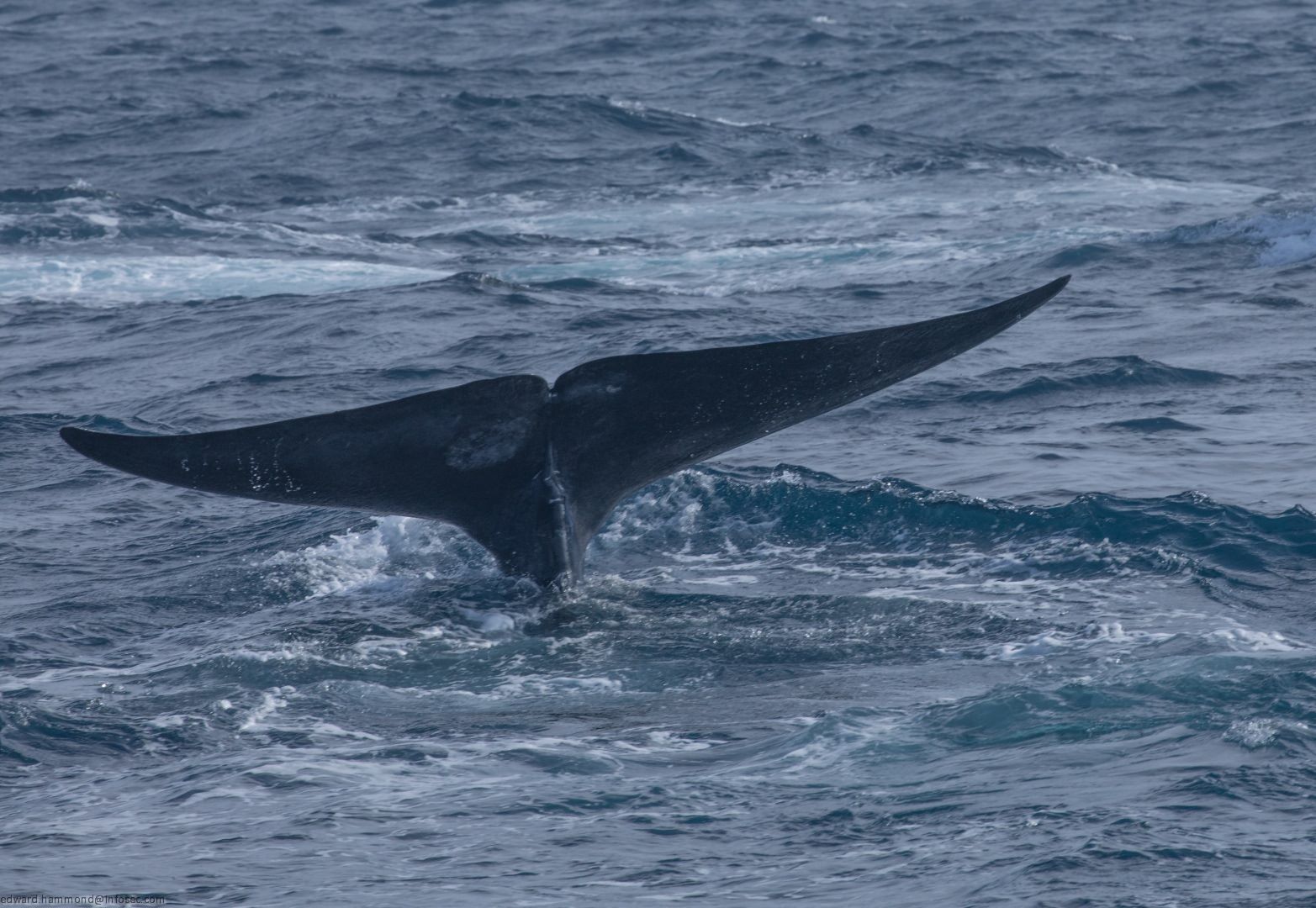 Whale-watching in Mirissa, Sri Lanka, Sri Lanka
